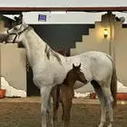 فرس شعبيه شيخه