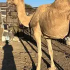 خلفه طيبه حمرا ب 7500