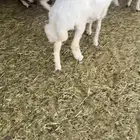 خروف فل للبيع
