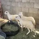 رخال