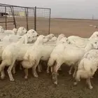 رخال جذعات حريه مراح