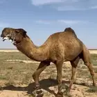 بعير منتج ساسه على الاجرب .