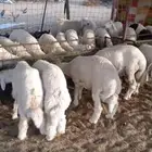 طليان جملة حري