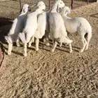 بهم تربيه فاخر - تم البيع