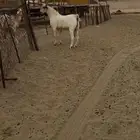تيس بيشي صنف