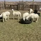 حريات خرفان