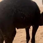 قعود فل شحك