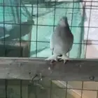حمام
