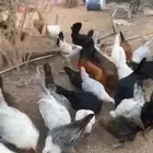 للبيع دجاج بياض