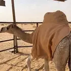 قعود اشقح باتلي