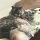 cats for adoption