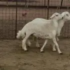 مشاريع