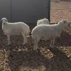 غنم للبيع عددها 4