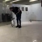 مدرب كلاب بالمنزل