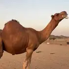 بعير جمل ساحلي(( تم البيع ))