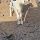 طلي ورخل للبيع