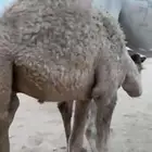 قعود للبيع على حليب امه
