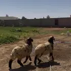 السلام عليكم