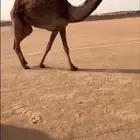 حقة صفرا