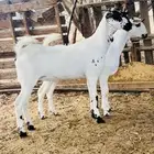 جفار بيشيه