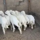 للبيع طلييان حريات فاخره
