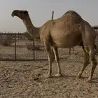 خلفة