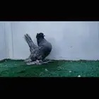 ذكر كرنقو اوبل