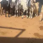 معزا مع فحلها مشاريك فواخر