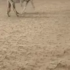 خلفه وضحى رمانيه فوق البداوة
