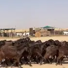معزا قبرصيات مراح كامل بفحلها نوادر