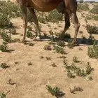 ناقة لقحة حمرا كفوو