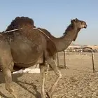 خلفه ساحليه فارعه منيحة تعبي ام 80