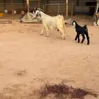 عارضيه جرمها طيب