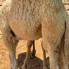 قعواد كفو شحم فل الموقع الخويش الجنوبي