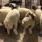 بهم نعيم مغلق