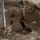 ديك ودجاجه ميوالي بيور