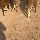 للبيع سواكن حمري طيبه