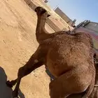 قعود فحل