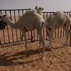 للبيع قعدان قصب