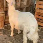 خروف اصفر فلل