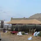 شبوك اغنام جاهزه للايجار شمال جده