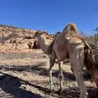 جمل حر صافي