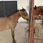 للبيع مهر واهو