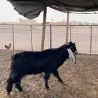 تيس فحل