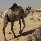ناقتين او مبيوع عيالها اليوم للبيع