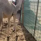 حواره باتليه كفو