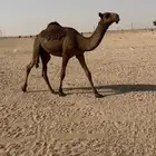بكره صفرا طيبه