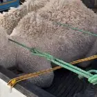 قعدان السوم 11500