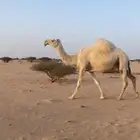 القحه كفو وضحاء