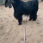 فحل عارضي خصم الخصم
